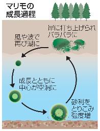 　マリモの成長過程