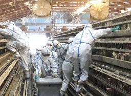 　１３日、九州で今季初の鳥インフルエンザが確認された鹿児島県出水市の養鶏場で実施された殺処分作業（同県提供）