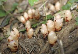 　鹿児島県・奄美大島で見ごろを迎えた、シイの木に寄生する「ヤッコソウ」＝１５日、龍郷町