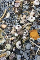 　１０月、北海道えりも町の海岸に打ち上げられたウニの死骸