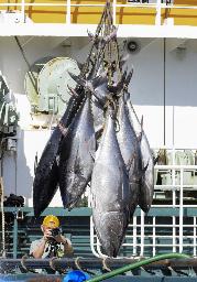 　鳥取県の境港で水揚げされるクロマグロ