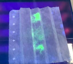 　ブラックライトで照らすと新型コロナウイルス付着部が光るフィルター（京都府立大提供）