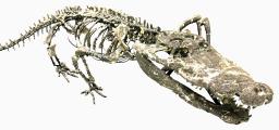 　ワニの祖先とされる「ゴニオフォリス類」の新種と判明した「アンフィコティルス・マイルシ」の化石（群馬県立自然史博物館提供）