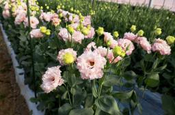 　ビニールハウスで栽培されているトルコギキョウ＝１０日午前、熊本県菊池市