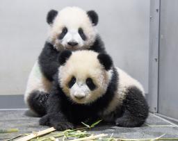 　双子のジャイアントパンダ、雄のシャオシャオ（上）と雌のレイレイ＝１１月、東京・上野動物園（東京動物園協会提供）