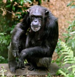 　京都大野生動物研究センターの熊本サンクチュアリで行われた実験に参加したチンパンジー（京都大提供）