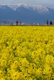 　滋賀県守山市の第１なぎさ公園で咲き誇る早咲きの菜の花。奥は雪化粧した比良山系＝１４日