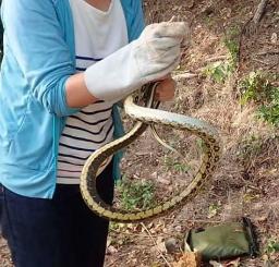 　沖縄県国頭村で捕獲された「タイワンスジオ」＝２０２１年３月（上開地広美さん提供）