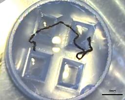 　ｉＰＳ細胞からひも状に加工された網膜色素上皮細胞（神戸市立神戸アイセンター病院提供）