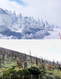 　最も被害が深刻な「激害地」の樹氷（上、１２日）と、立ち枯れしたアオモリトドマツ（２０２１年９月）＝山形市
