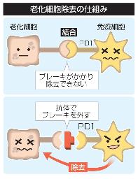 　老化細胞除去の仕組み