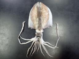 　発見された足が１１本あるアオリイカ（鳥取県水産試験場提供）