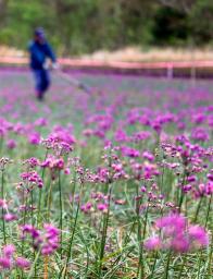 　見頃を迎えているラッキョウの花＝１４日、鳥取市