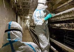 　鳥インフルエンザが確認された鹿児島県出水市の養鶏場で、殺処分作業を進める関係者＝１８日午前（県提供）
