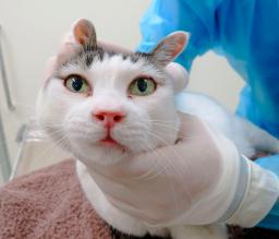 　新型コロナウイルスに感染し、診察を受ける飼いネコ＝２０２１年８月、北海道中標津町