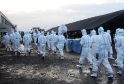 　鳥インフルエンザが確認された宮崎県新富町の養鶏場で、殺処分作業を進める関係者＝２０日午前（県提供）