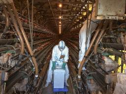 　１０月、鳥インフルエンザ感染が確認された岡山県倉敷市の養鶏場で進む殺処分作業（岡山県提供）