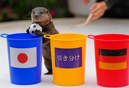 　サッカーＷ杯カタール大会で日本の初戦となるドイツ戦の勝敗占いで、青いバケツにボールを入れ日本勝利を予想したコツメカワウソの「たいよう」＝２２日、東京都港区の水族館「アクアパーク品川」