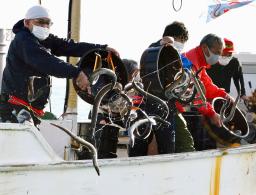 　遠州灘に放流される、浜名湖で捕獲した天然の親ウナギ＝２４日午後、浜松市（代表撮影）