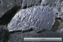 　恐竜の卵の化石に関する分類上、新種と判明した殻の化石（筑波大・岐阜県博物館提供）