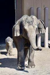 　アジアゾウのパールと赤ちゃん（奥）＝２３日、札幌市（札幌市円山動物園提供）