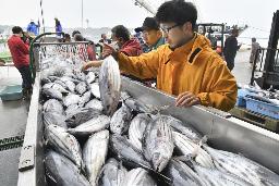 　福島県いわき市の小名浜港に水揚げされたカツオ＝５月