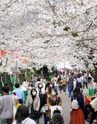 　東京・上野公園で桜を楽しむ人たち＝４日午後