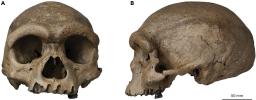 　中国・ハルビンで発見された頭骨の化石（国際科学誌イノベーション提供）