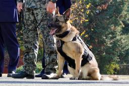 　除隊式に臨む警備犬「ヨモギ号」＝２８日午前、埼玉県狭山市の航空自衛隊入間基地