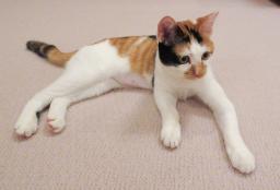 　天皇ご一家が８月に引き取られた保護猫で、雌の三毛猫「美海」（宮内庁提供）