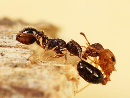 　ハヤシムネボソアリ（左）を毒針で攻撃するキノムラヤドリムネボソアリ（木野村恭一氏提供）
