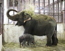 アジアゾウ相次ぎ２頭死ぬ　育児放棄の子ゾウ育てた「プーリー」も　原因は食中毒か、４頭も治療中　市原ぞうの国