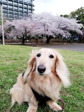 子犬相手にじゃれ合い　童心に帰る　堀田素愛　【わんこのわ】　（３９）