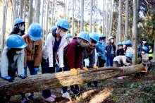 サンブスギ　官民問わず保全活動　担い手減少や病気で荒廃　【回顧２０２２年　取材メモから】