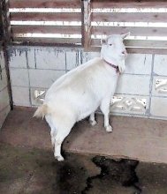 崖の上のポニョ、おめでた！　急斜面に居着いたヤギ　４月に出産予定　佐倉草ぶえの丘