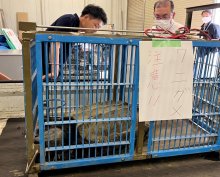 危険なカメ相次ぎ発見　多古でワニガメ　船橋にカミツキガメ　捨てられた？注意呼びかけ