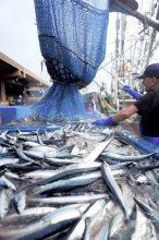 銚子漁港　水揚げ日本一確実　３年ぶり奪還、マイワシ大漁