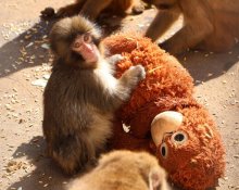 「母親」はオランウータンのぬいぐるみ　しがみついたり、隠れたり…　人工保育のサル「パンチ」が話題　市川市動植物園