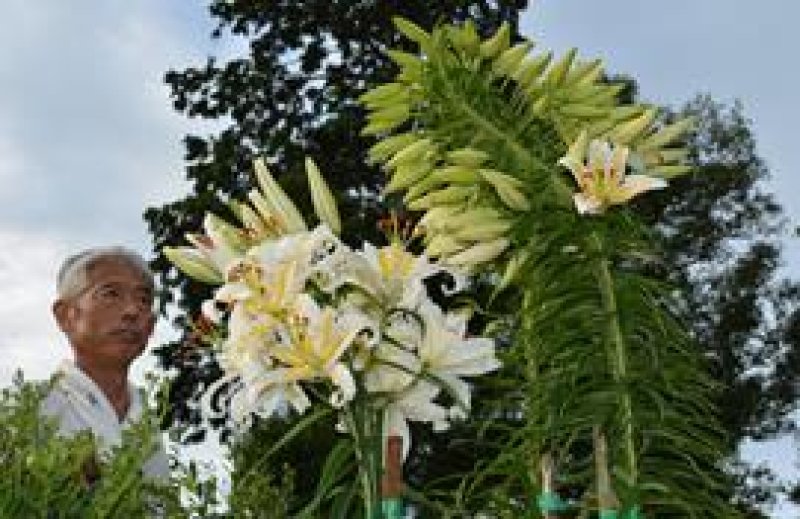 篠塚さんの敷地内で３株並んで自生しているヤマユリ。このうち１株は８８個の花やつぼみを付けた＝１５日、香取市大倉