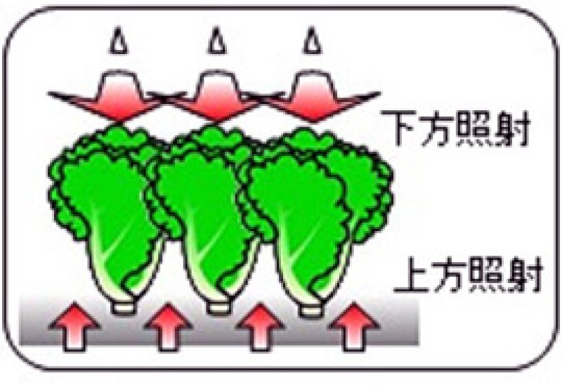 上方照射で生産アップ　千葉大・矢守助教が開発　植物工場でレタス栽培実験