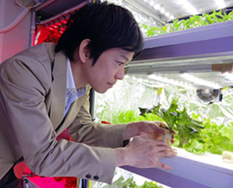上方照射を加えた設備でレタスの栽培実験をする矢守助教＝柏市