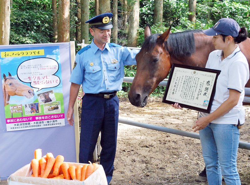 交通安全に一役買い、感謝状をもらったハルウララ＝御宿町