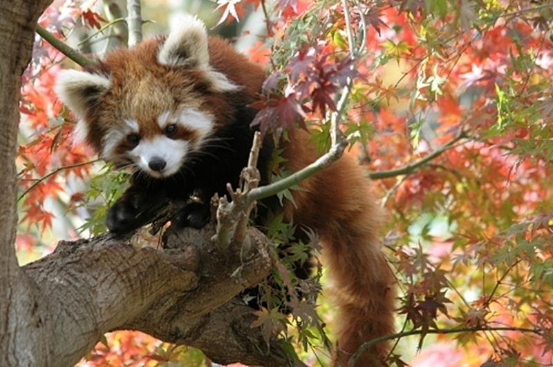 ミルクに愛称が決まったレッサーパンダ（市川市動植物園提供）
