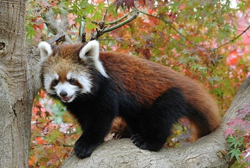 ミルクです！　ココアです！　レッサーパンダ双子の愛称決定　市川市動植物園　
