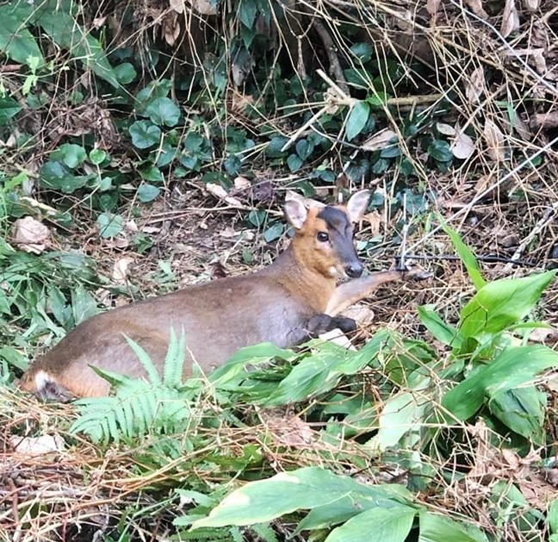 御宿「キョン」食害　畑や庭守れ！！　セミナーで対策意見交換　寄生マダニやヒルも懸念