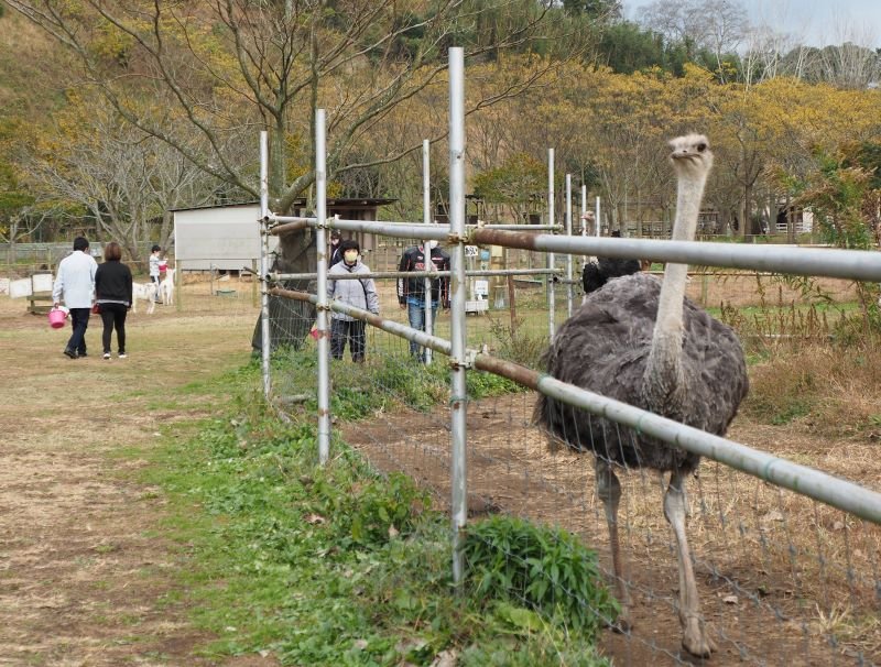 観光牧場「ダチョウ王国袖ケ浦ファーム」３０日閉園　ファンから惜しむ声　台風被害・コロナで苦境に