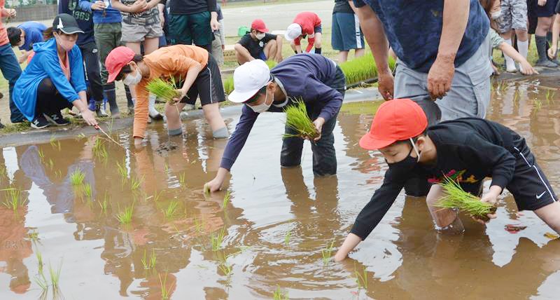 順番に田植え体験をする南小の５年生＝１１日、四街道市