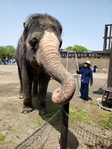 アジアゾウ相次ぎ２頭死ぬ　育児放棄の子ゾウ育てた「プーリー」も　原因は食中毒か、４頭も治療中　市原ぞうの国