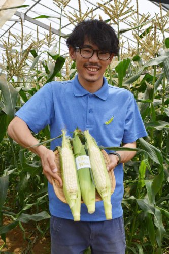 「かまくら農園」で収穫・出荷が始まった白くて甘いトウモロコシ「ピュアホワイト」＝船橋市 