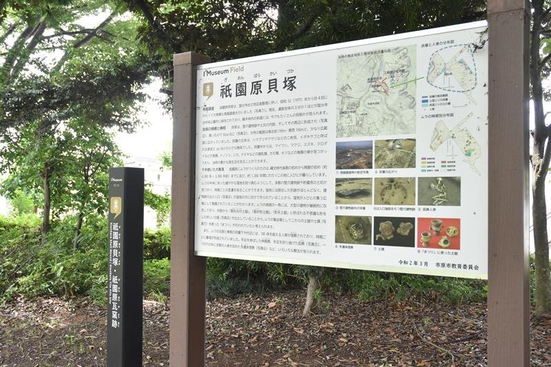 市原市内の貝塚で、初めて史跡に指定された祇園原貝塚＝国分寺中央公園内
